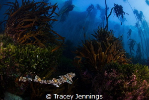 A shy shark ... by Tracey Jennings 